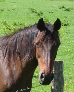 pferd_kopf